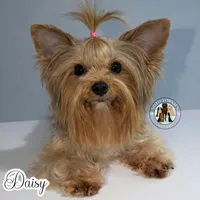 Dreamy, a female Yorkshire Terrier for sale in London, KY – Photo 6 of 7