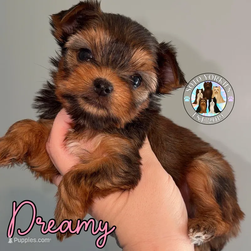 Dreamy – Yorkshire Terrier puppy for sale in London, KY