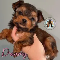 Dreamy, a female Yorkshire Terrier for sale in London, KY – Photo 4 of 10