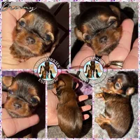 Dreamy, a female Yorkshire Terrier for sale in London, KY – Photo 4 of 7