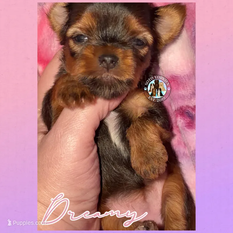 Dreamy – Yorkshire Terrier puppy for sale in London, KY
