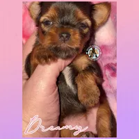 Dreamy, a female Yorkshire Terrier for sale in London, KY – Photo 1 of 7