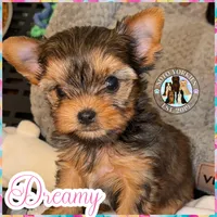 Dreamy, a female Yorkshire Terrier for sale in London, KY – Photo 2 of 10