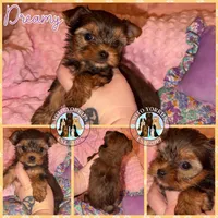 Dreamy, a female Yorkshire Terrier for sale in London, KY – Photo 6 of 10