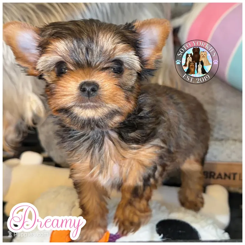 Dreamy – Yorkshire Terrier puppy for sale in London, KY