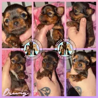 Dreamy, a female Yorkshire Terrier for sale in London, KY – Photo 2 of 7