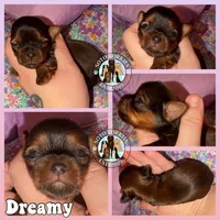 Dreamy, a female Yorkshire Terrier for sale in London, KY – Photo 5 of 7