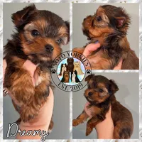 Dreamy, a female Yorkshire Terrier for sale in London, KY – Photo 5 of 10