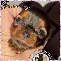 Dreamy, a female Yorkshire Terrier for sale in London, KY – Photo 3 of 7