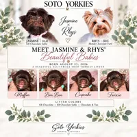 KB Chocolate 🧁 Muffin, a female Yorkshire Terrier for sale in East Bernstadt, KY – 4 of 4