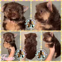 🍫 Twixie, a female Yorkshire Terrier for sale in East Bernstadt, KY – 3 of 10