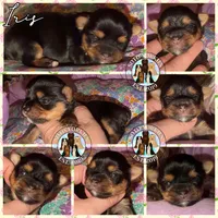 Iris, a female Yorkshire Terrier for sale in London, KY – Photo 2 of 4