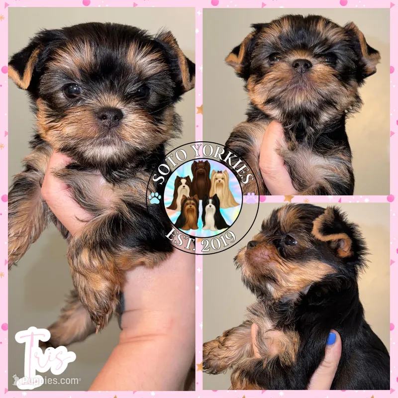 Iris – Yorkshire Terrier puppy for sale in London, KY