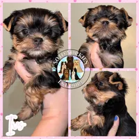 Iris, a female Yorkshire Terrier for sale in London, KY – Photo 1 of 10