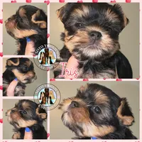 Iris, a female Yorkshire Terrier for sale in London, KY – Photo 3 of 10