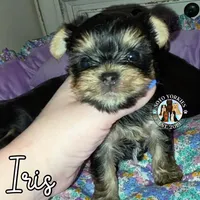 Iris, a female Yorkshire Terrier for sale in London, KY – Photo 4 of 10