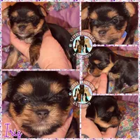 Iris, a female Yorkshire Terrier for sale in London, KY – Photo 8 of 10