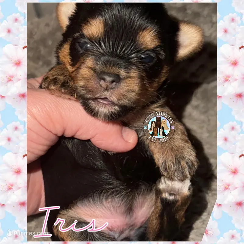 Iris – Yorkshire Terrier puppy for sale in London, KY