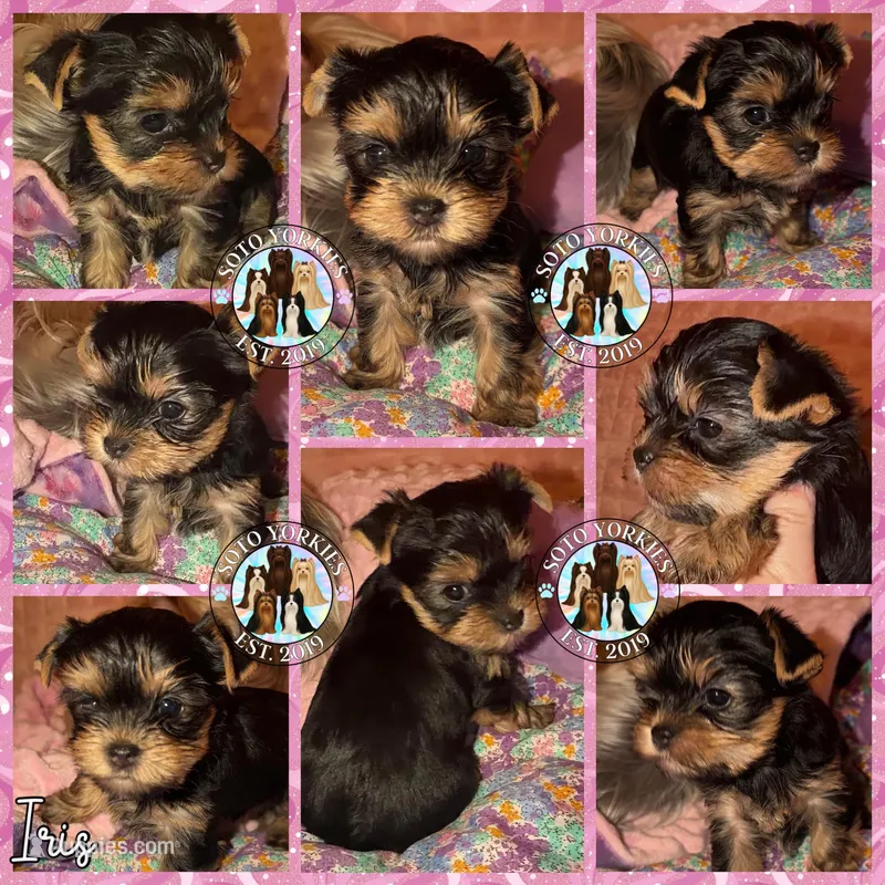 Iris – Yorkshire Terrier puppy for sale in London, KY