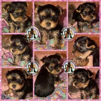 Iris, a female Yorkshire Terrier for sale in London, KY – Photo 2 of 10