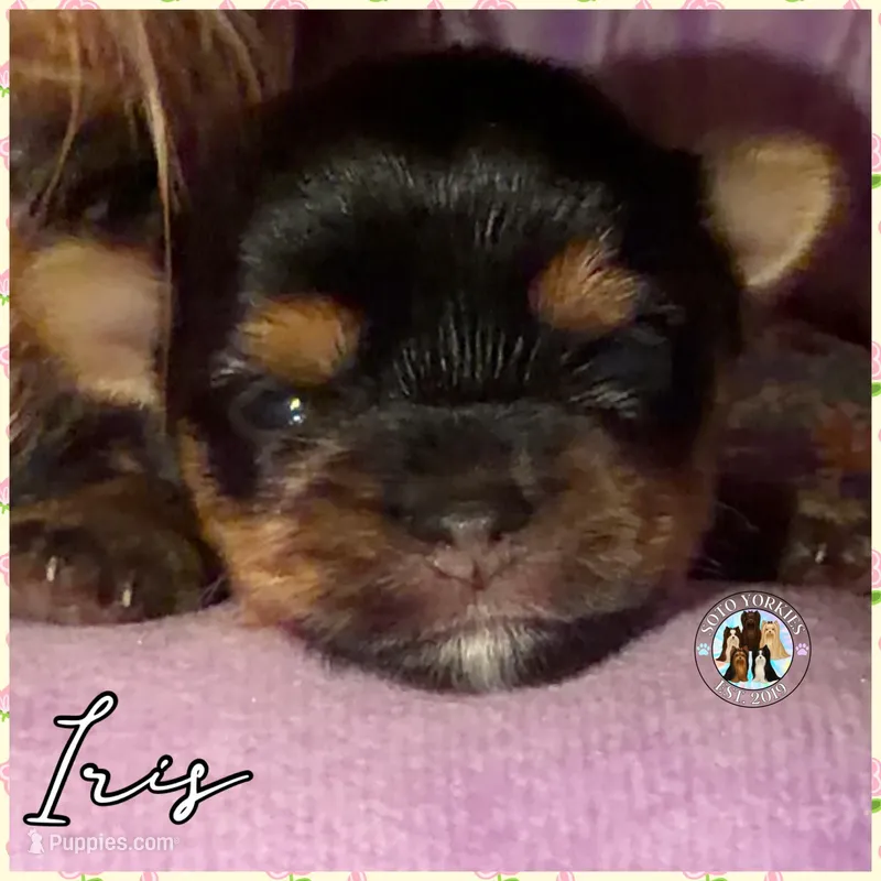 Iris – Yorkshire Terrier puppy for sale in London, KY