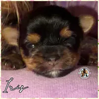 Iris, a female Yorkshire Terrier for sale in London, KY – Photo 1 of 4