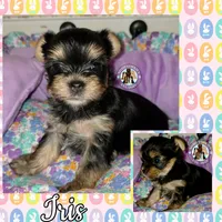 Iris, a female Yorkshire Terrier for sale in London, KY – Photo 5 of 10
