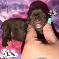 KB Chocolate 🧁 Muffin, a female Yorkshire Terrier for sale in East Bernstadt, KY – 3 of 4