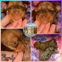 🤎 EVERLY — Chocolate Sable Female Yorkie, a female Yorkshire Terrier for sale in East Bernstadt, KY – 6 of 10