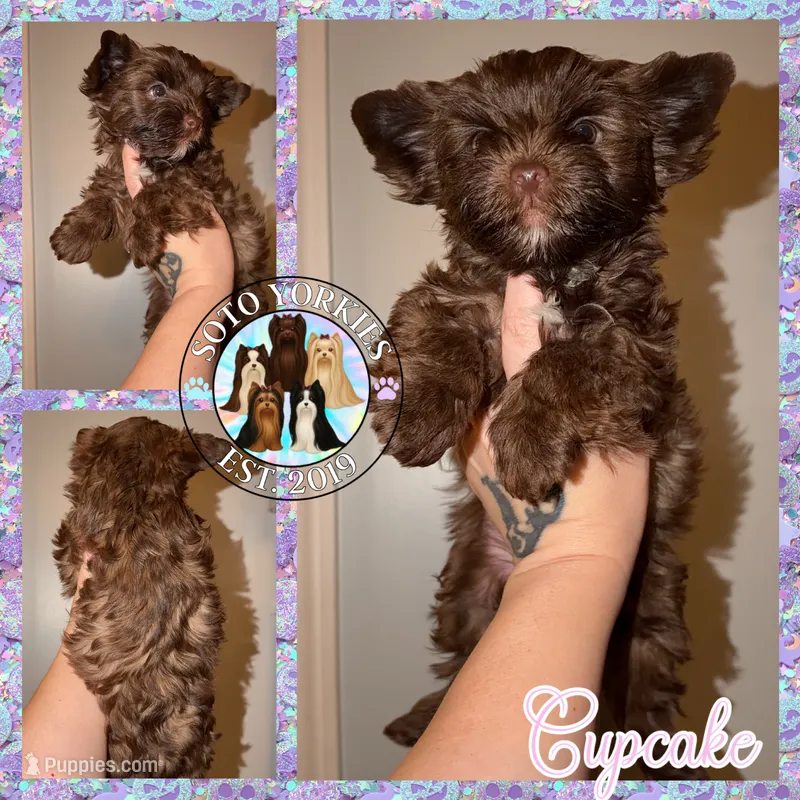 KB Chocolate 🧁 Cupcake – Yorkshire Terrier puppy for sale in East Bernstadt, KY