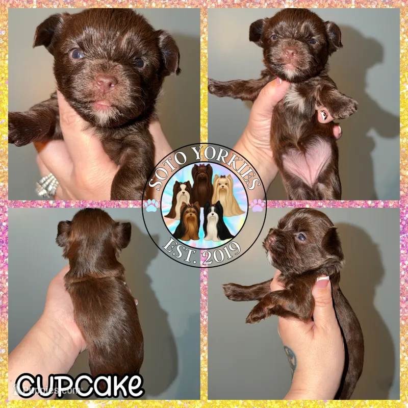KB Chocolate 🧁 Cupcake – Yorkshire Terrier puppy for sale in East Bernstadt, KY