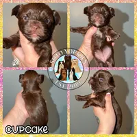 KB Chocolate 🧁 Cupcake, a female Yorkshire Terrier for sale in East Bernstadt, KY – 6 of 9