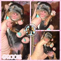 🎀 GRACIE — Female Yorkshire Terrier, a female Yorkshire Terrier for sale in East Bernstadt, KY – 2 of 7