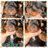 💙 OAKLEY — Male Yorkshire Terrier, a male Yorkshire Terrier for sale in East Bernstadt, KY – 7 of 10