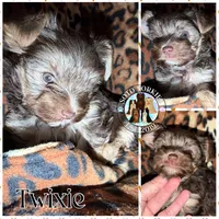 🍫 Twixie, a female Yorkshire Terrier for sale in East Bernstadt, KY – 5 of 10