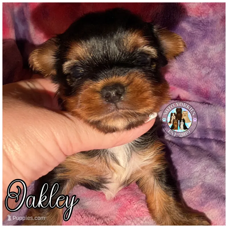 💙 OAKLEY — Male Yorkshire Terrier – Yorkshire Terrier puppy for sale in East Bernstadt, KY