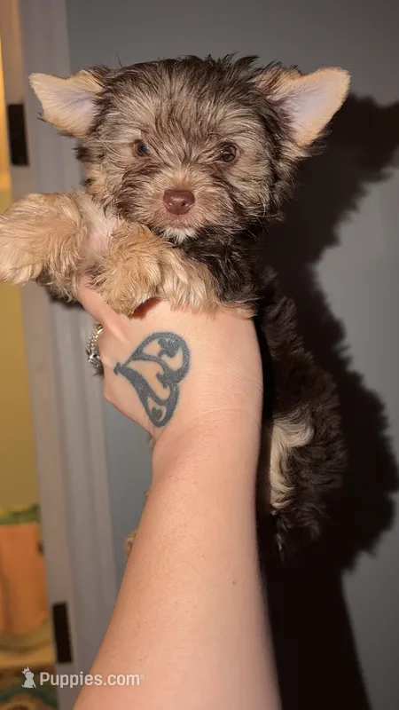 🍫 Twixie – Yorkshire Terrier puppy for sale in East Bernstadt, KY