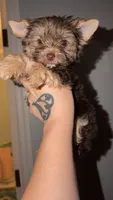 🍫 Twixie, a female Yorkshire Terrier for sale in East Bernstadt, KY – 1 of 10