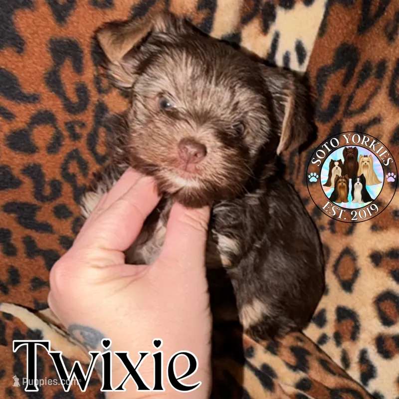 🍫 Twixie – Yorkshire Terrier puppy for sale in East Bernstadt, KY