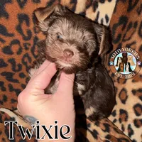 🍫 Twixie, a female Yorkshire Terrier for sale in East Bernstadt, KY – 6 of 10