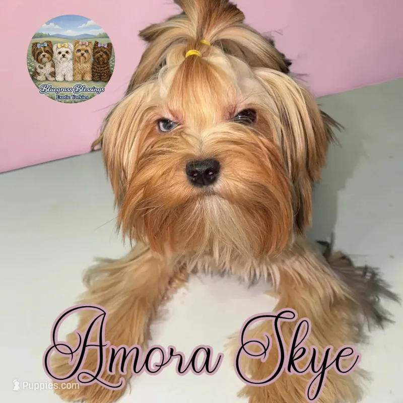 Amora Skye – Yorkshire Terrier puppy for sale in East Bernstadt, KY