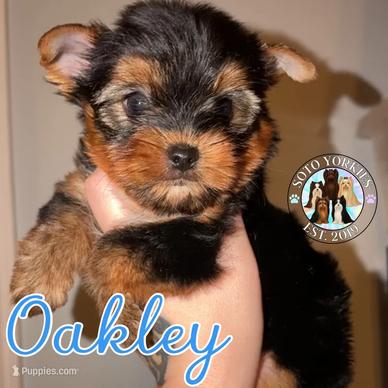 💙 OAKLEY — Male Yorkshire Terrier – Yorkshire Terrier puppy for sale in East Bernstadt, KY