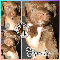 KB Chocolate 🧁 Cupcake, a female Yorkshire Terrier for sale in East Bernstadt, KY – 4 of 9