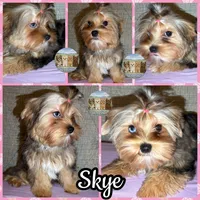 Amora Skye, a female Yorkshire Terrier for sale in London, KY – 3 of 10