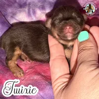 🍫 Twixie, a female Yorkshire Terrier for sale in East Bernstadt, KY – 3 of 4