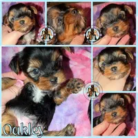 💙 OAKLEY — Male Yorkshire Terrier, a male Yorkshire Terrier for sale in East Bernstadt, KY – 3 of 10