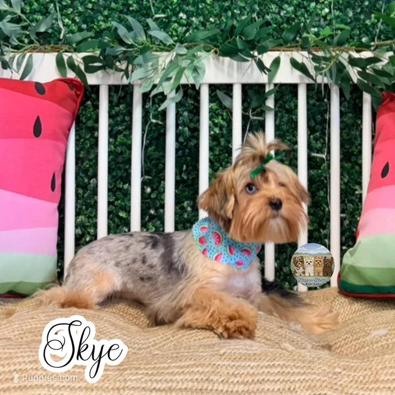Amora Skye – Yorkshire Terrier puppy for sale in London, KY