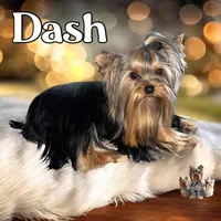 🎀 GRACIE — Female Yorkshire Terrier, a female Yorkshire Terrier for sale in East Bernstadt, KY – 6 of 7