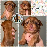 🤎 EVERLY — Chocolate Sable Female Yorkie, a female Yorkshire Terrier for sale in East Bernstadt, KY – 5 of 10