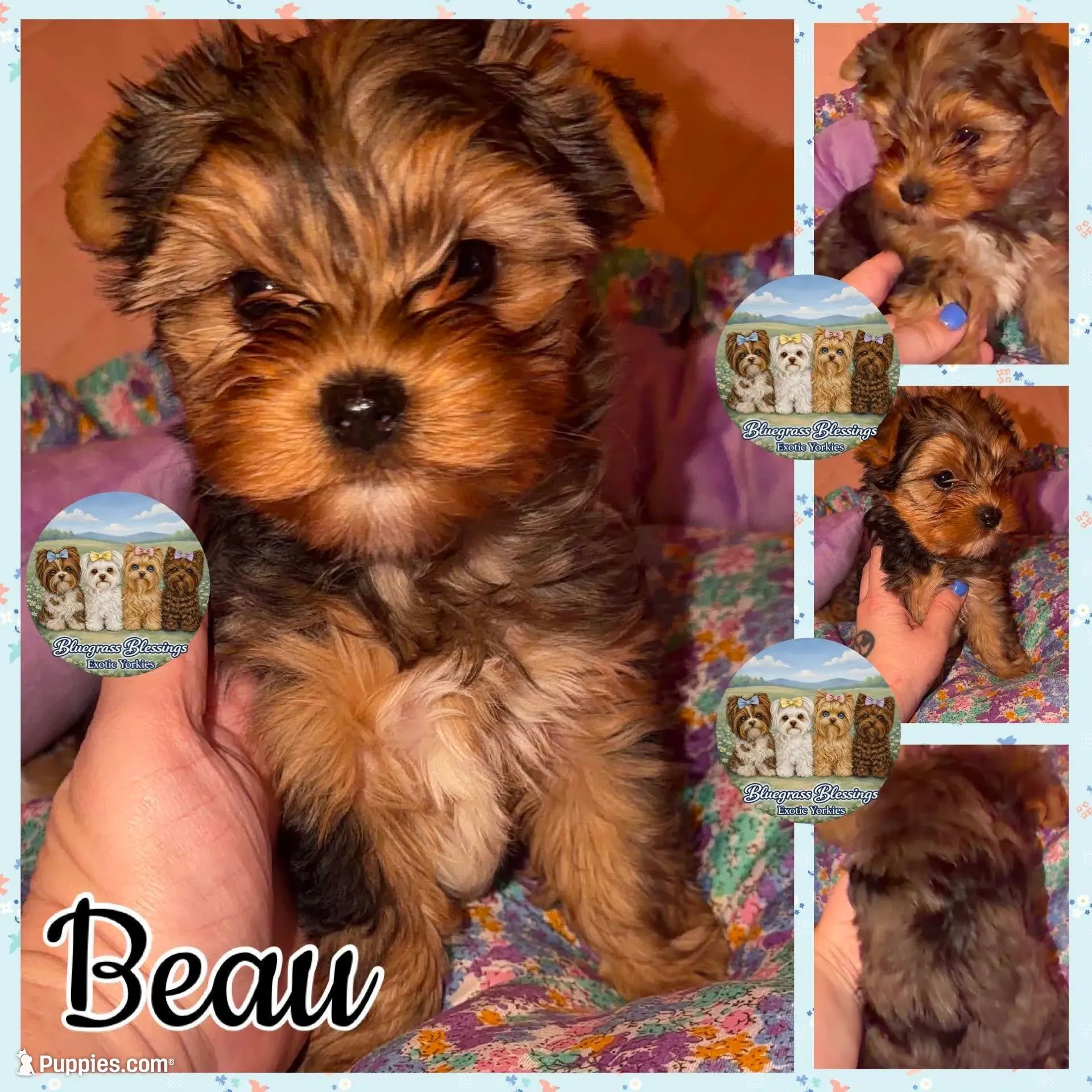Beau – Yorkshire Terrier puppy for sale in London, KY